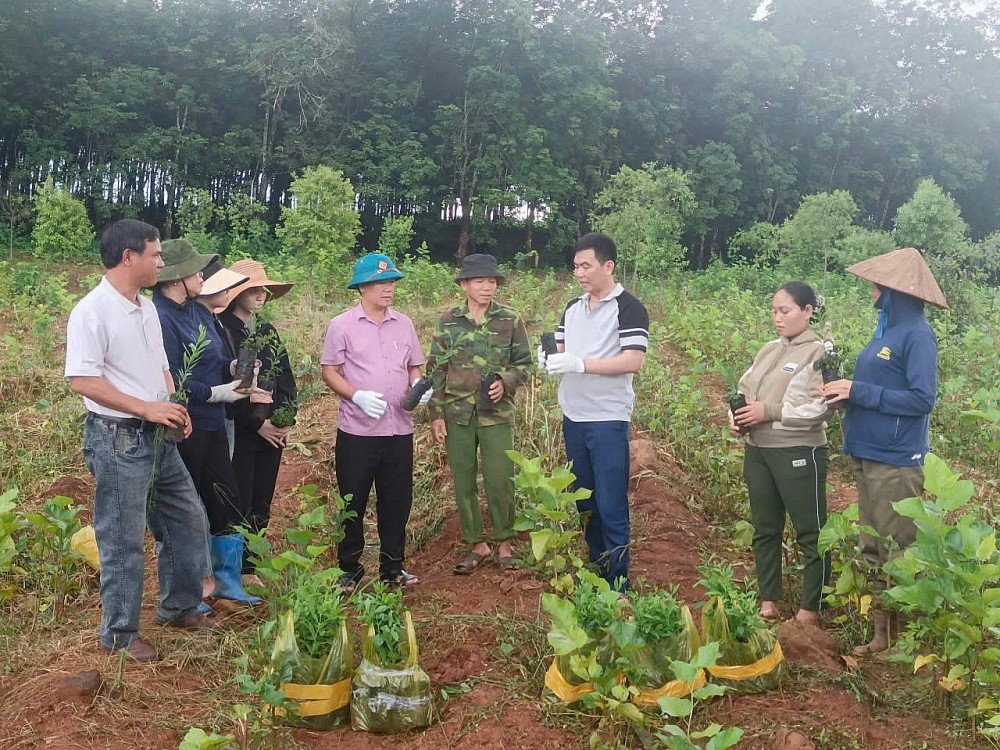 Đàn hương nơi đất đỏ: Hành trình đánh thức “vàng xanh” giữa đại ngàn Tây Nguyên