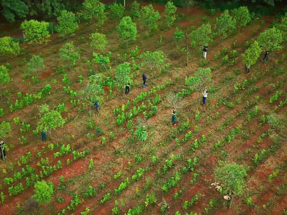 Đàn hương nơi đất đỏ: Hành trình đánh thức “vàng xanh” giữa đại ngàn Tây Nguyên