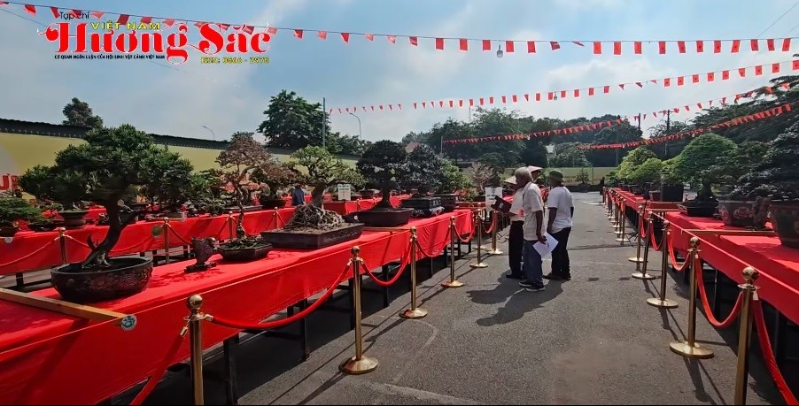 Quá trình chấm điểm hàng trăm tác phẩm bonsai tại Triển lãm SVC Trảng Bom 2025