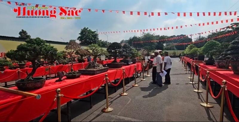 Quá trình chấm điểm hàng trăm tác phẩm bonsai tại Triển lãm SVC Trảng Bom 2025