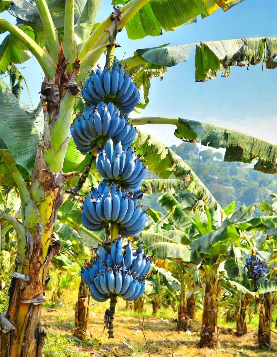 Chuối Java: Giống chuối lạ có giá tiền triệu, hương vị như kem lạnh