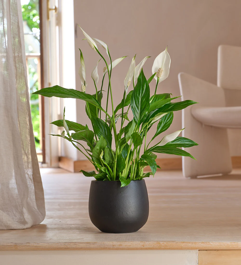 Những loại cây hợp trồng ở ban công - đẹp, dễ chăm, hợp phong thủy