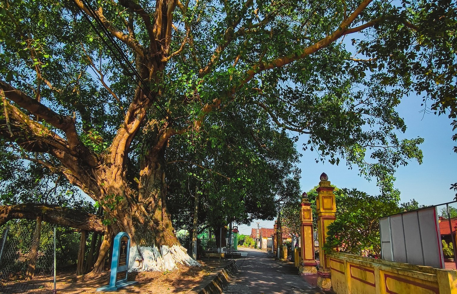 Cây cổ thụ 900 năm tuổi ở Ninh Bình với dáng bàn tay xòe 5 ngón độc đáo