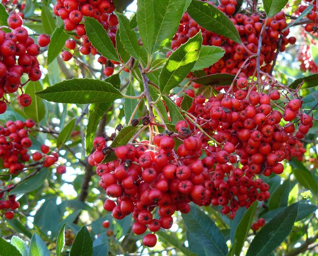 Trồng 2 cây cảnh này trong nhà: Gia đình an yên, tài lộc đủ đầy