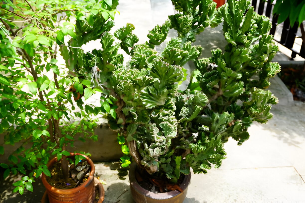 Trồng 2 cây cảnh này trong nhà: Gia đình an yên, tài lộc đủ đầy