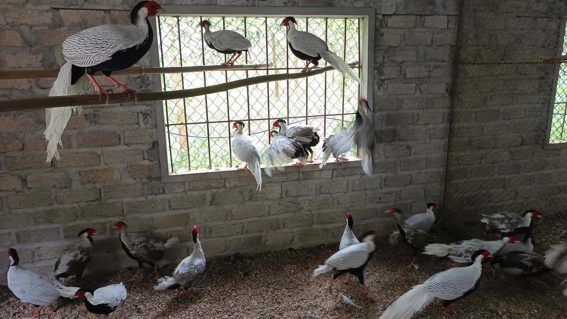 Được tặng động vật quý hiếm mà không biết – Người dân có bị xử lý hình sự?