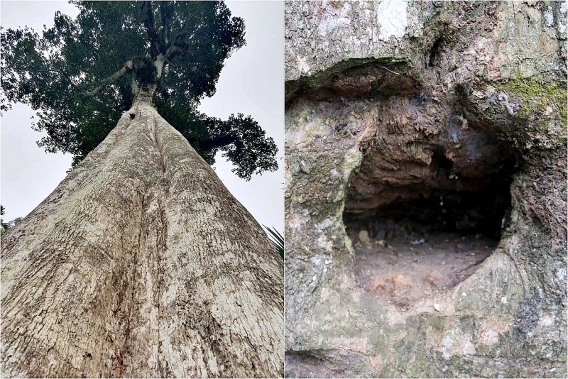 Hà Tĩnh: Cây dó trầm mọc tự nhiên giữa làng, báu vật trăm tỷ vẫn được dân gìn giữ