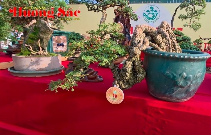 Cần thăng dáng huyền và nhiều bonsai để bàn đẹp tại Triển lãm SVC Trảng Bom, Đồng Nai 2025