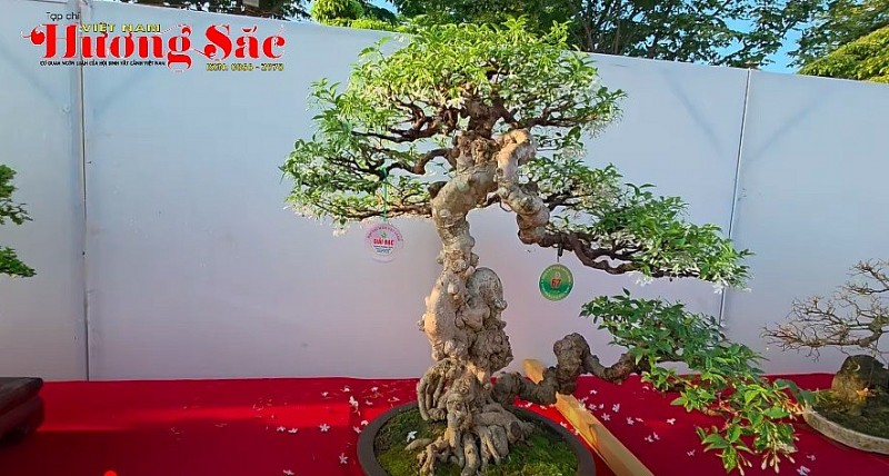 Mai chiếu thủy bonsai đẹp tinh tế tại Triển lãm SVC Trảng Bom 2025