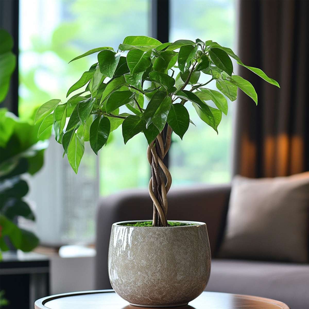 Tưởng mang lại tài lộc, cây kim ngân lại bị đưa vào 