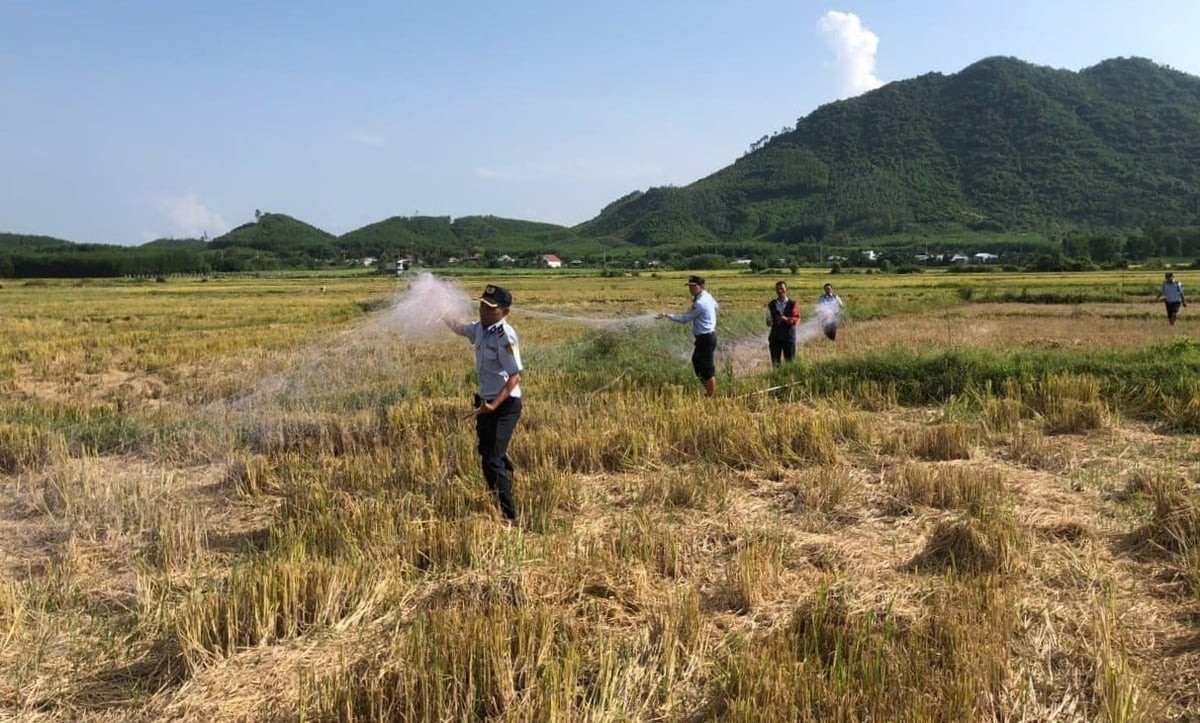 Nạn săn bắt chim yến trái phép tiếp tục diễn biến phức tạp tại Khánh Hòa