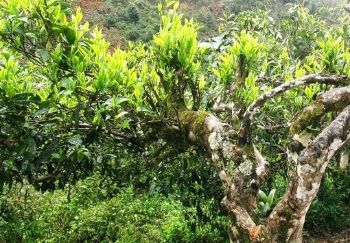 Rừng chè Shan tuyết trăm tuổi ở Pà Cò - “báu vật” giữa mây núi Tây Bắc