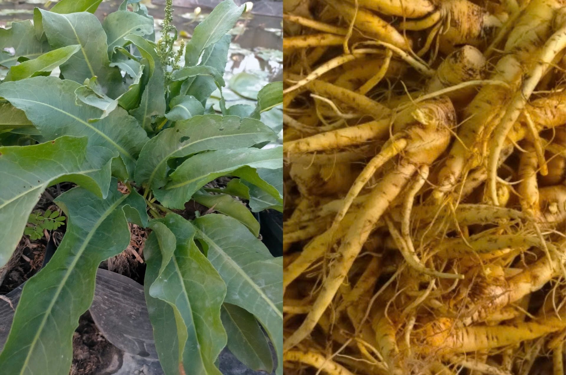 Cây Ms Nữ Hoàng - Dược liệu Việt Nam hứa hẹn làm nên kỳ tích quốc tế