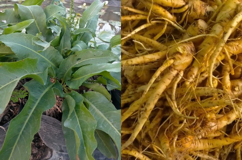 Cây Ms Nữ Hoàng - Dược liệu Việt Nam hứa hẹn làm nên kỳ tích quốc tế