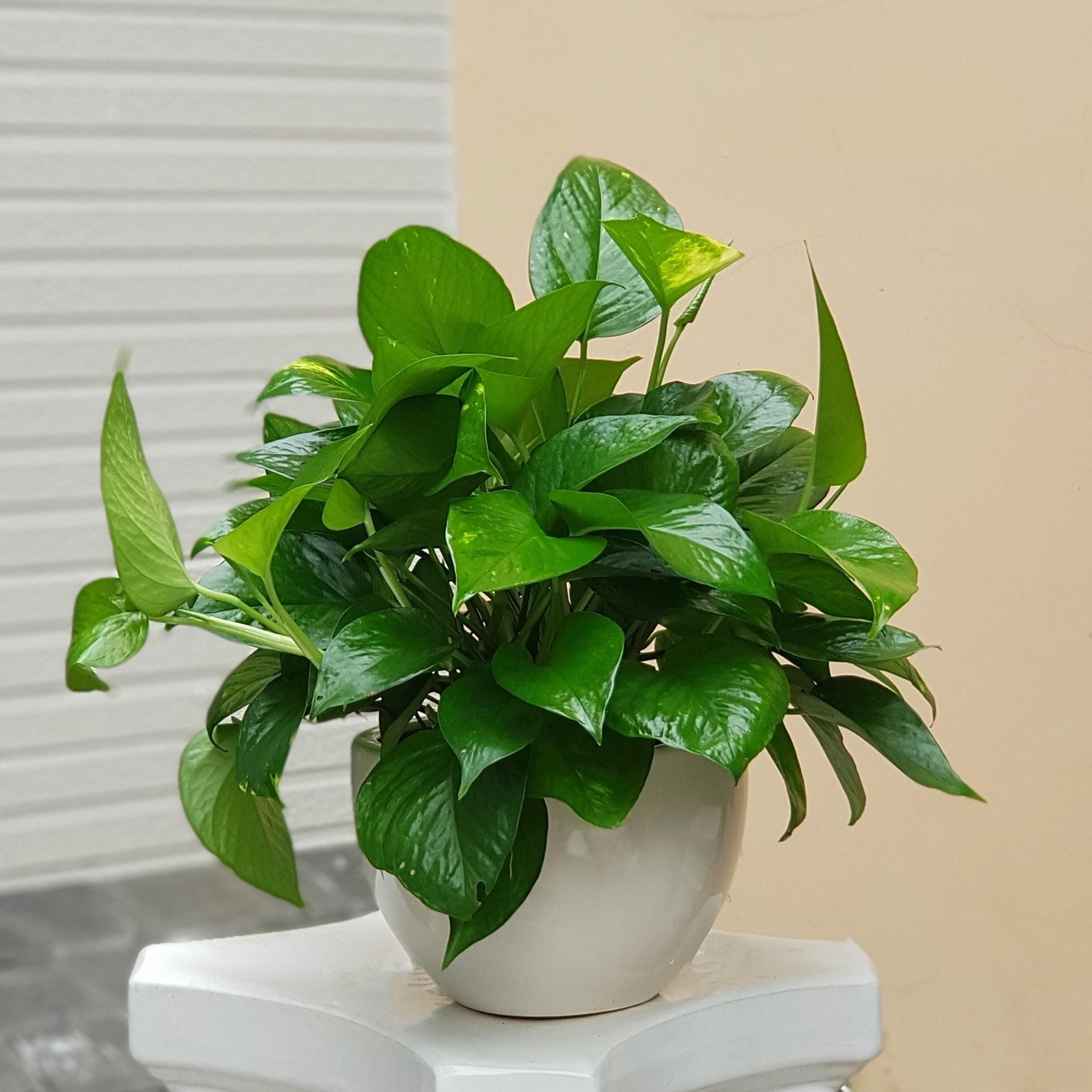 5 loại cây cảnh đẹp và sang nhưng trồng trong phòng lại mang họa vào nhà