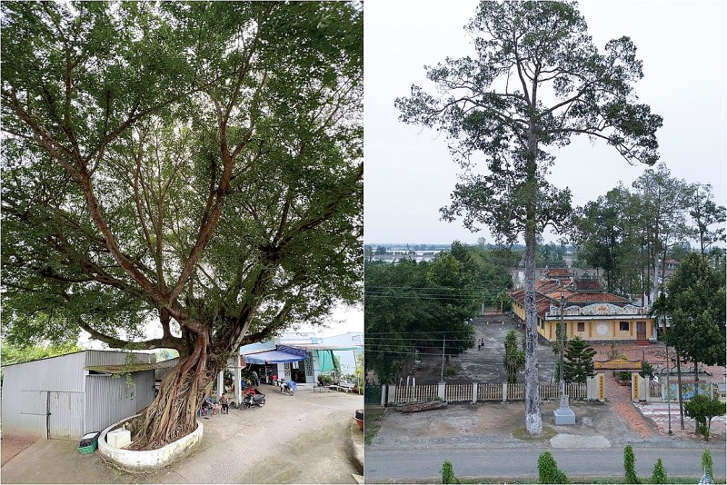 Ngỡ ngàng trước 3 cây cổ thụ độc lạ ở An Giang, gốc to kềnh càng, thân cao vút trời