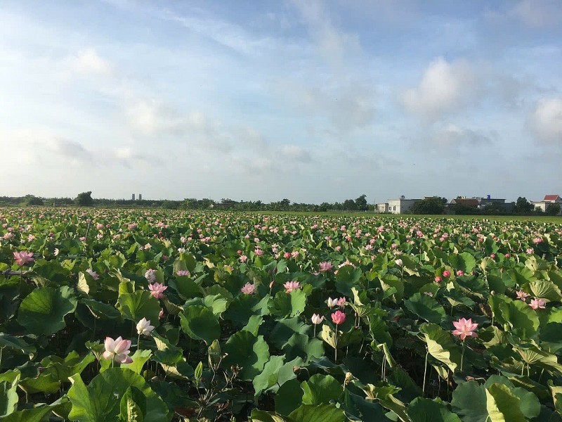 Kỹ sư bỏ phố về quê, trồng loài hoa “hái ra tiền”, du khách ùn ùn kéo đến chụp ảnh