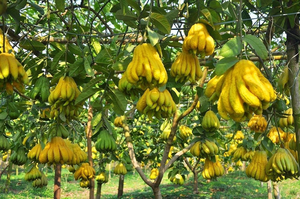 Nông dân Phú Thọ đổi đời nhờ trồng 