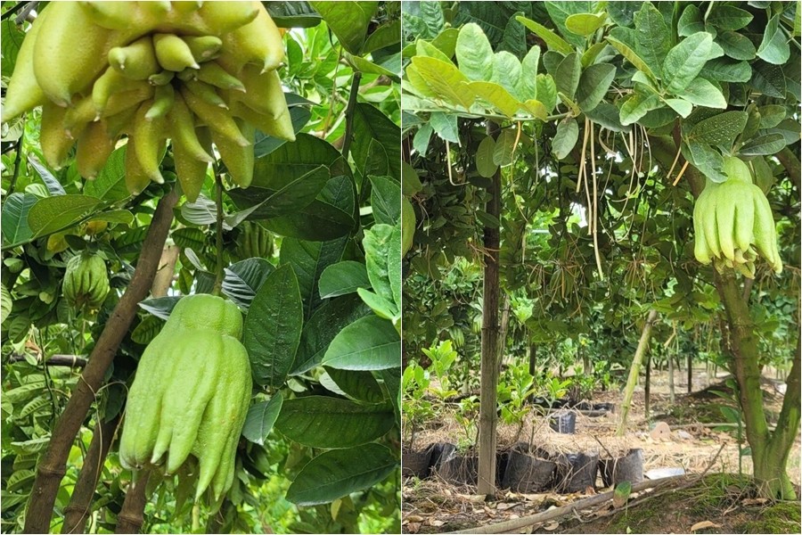 Nông dân Phú Thọ đổi đời nhờ trồng 