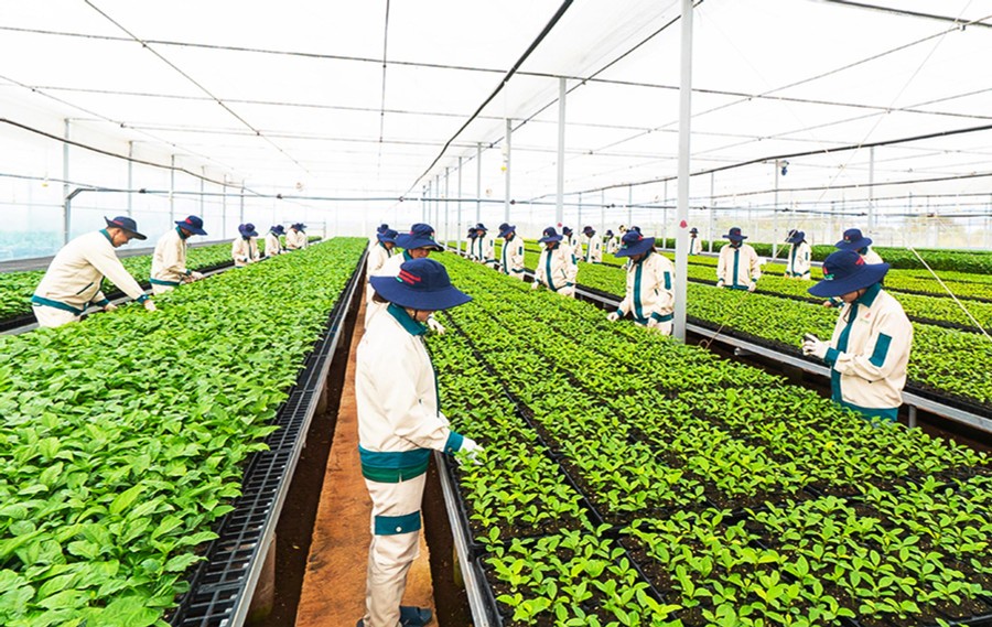 Tây Gia Lai - Thủ phủ mới cho các dự án nông nghiệp công nghệ cao