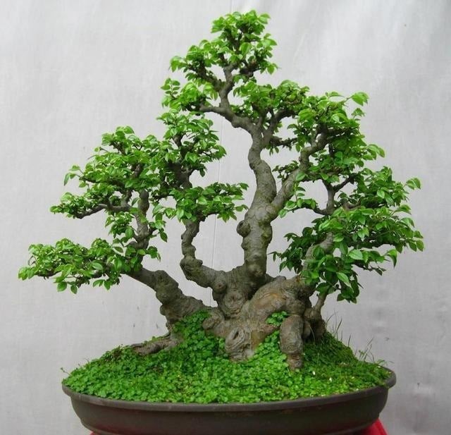 Ông bà dạy: 4 loài cây trồng một lần, phúc lộc trăm năm, con cháu đời sau hưởng mãi