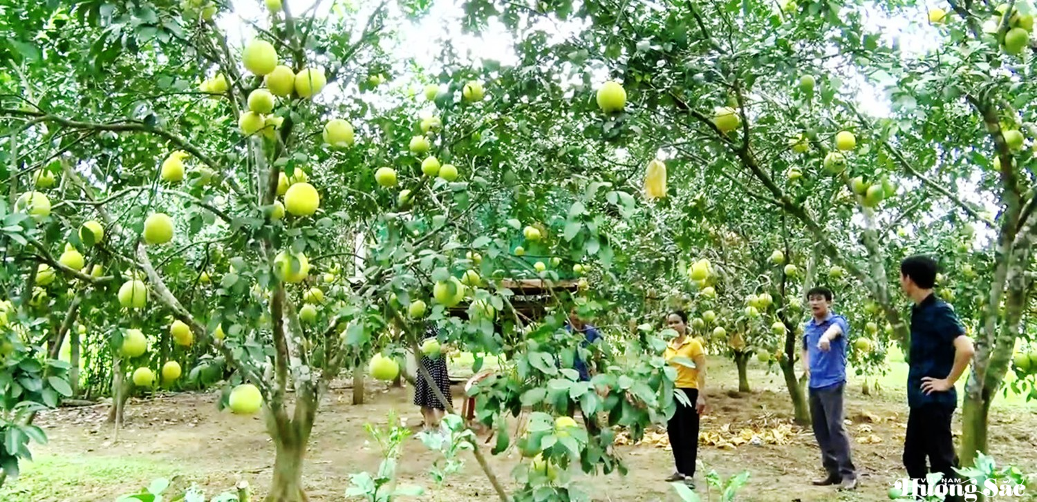 Hà Tĩnh: Chằng chống và thu hoạch bưởi Phúc Trạch trước bão số 5
