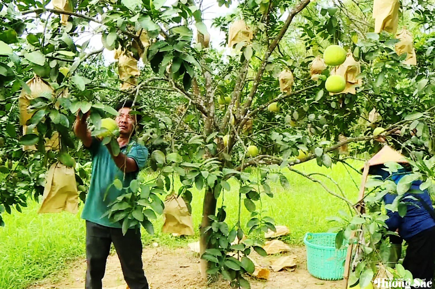 Hà Tĩnh: Chằng chống và thu hoạch bưởi Phúc Trạch trước bão số 5