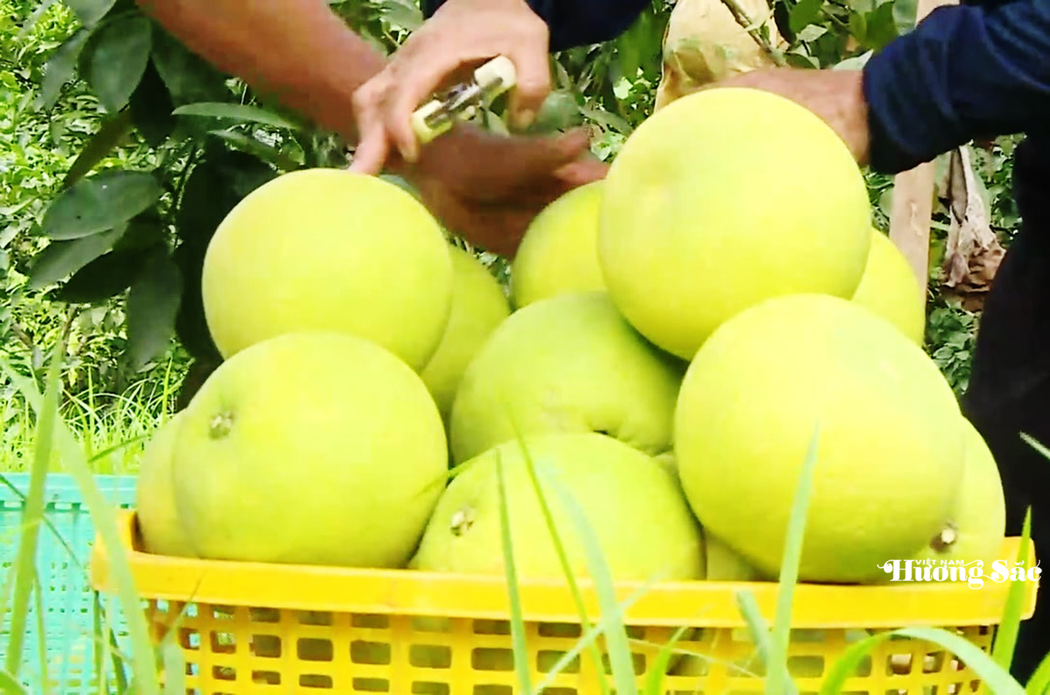 Hà Tĩnh: Chằng chống và thu hoạch bưởi Phúc Trạch trước bão số 5