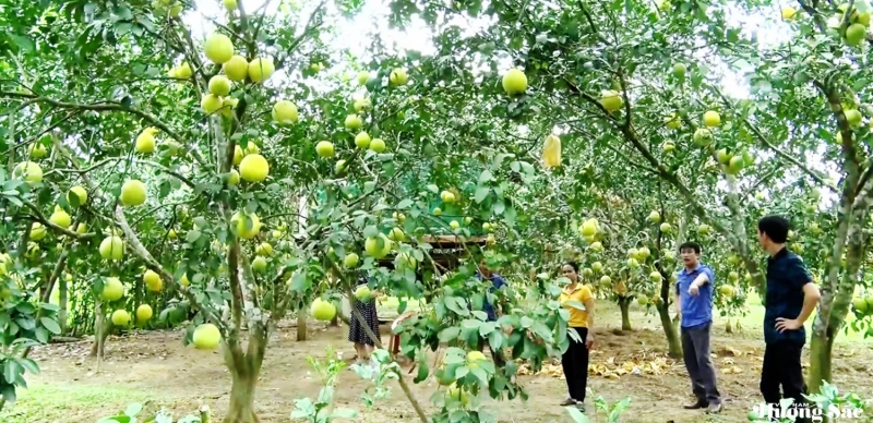 Hà Tĩnh: Chằng chống và thu hoạch bưởi Phúc Trạch trước bão số 5