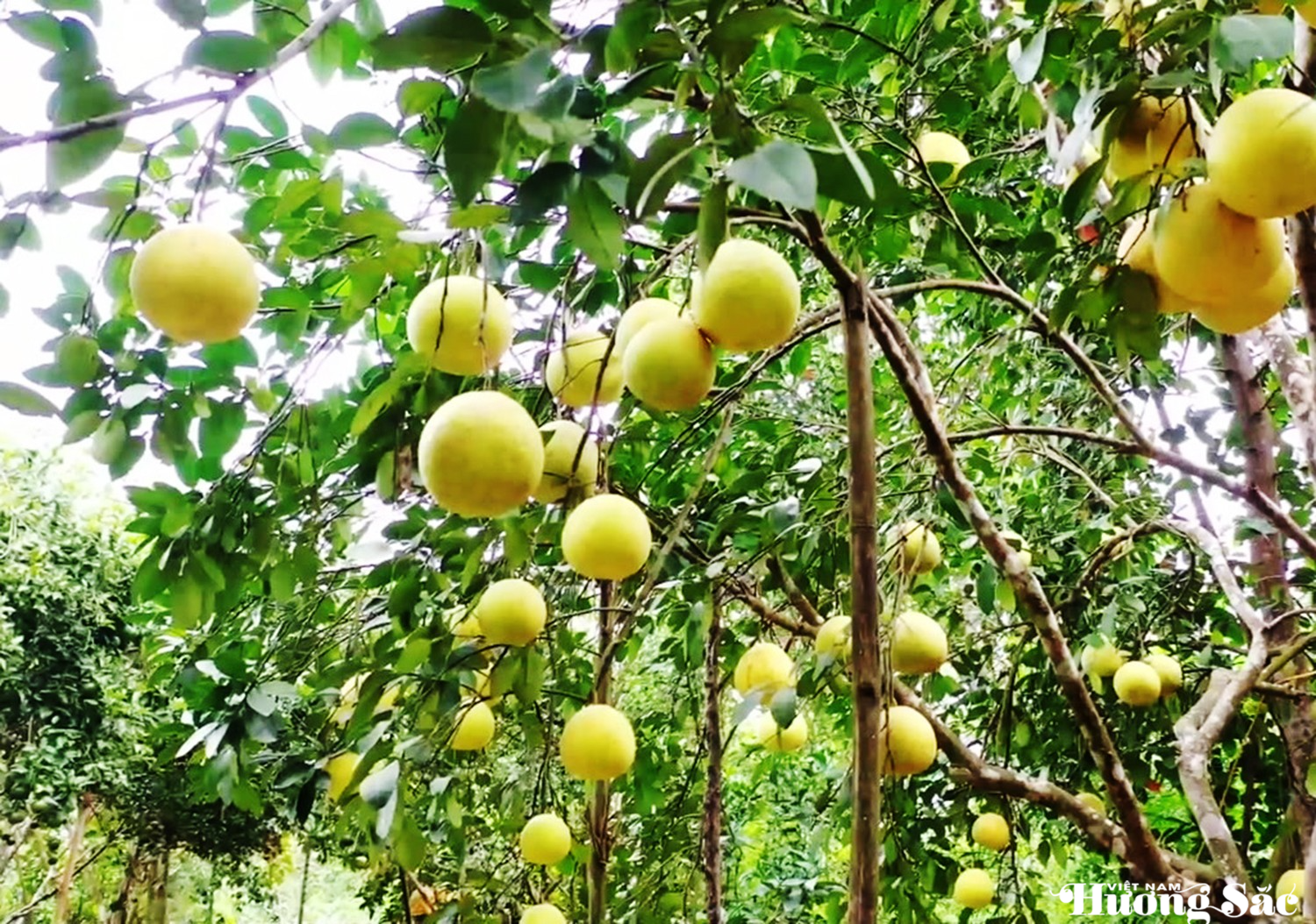 Hà Tĩnh: Chằng chống và thu hoạch bưởi Phúc Trạch trước bão số 5