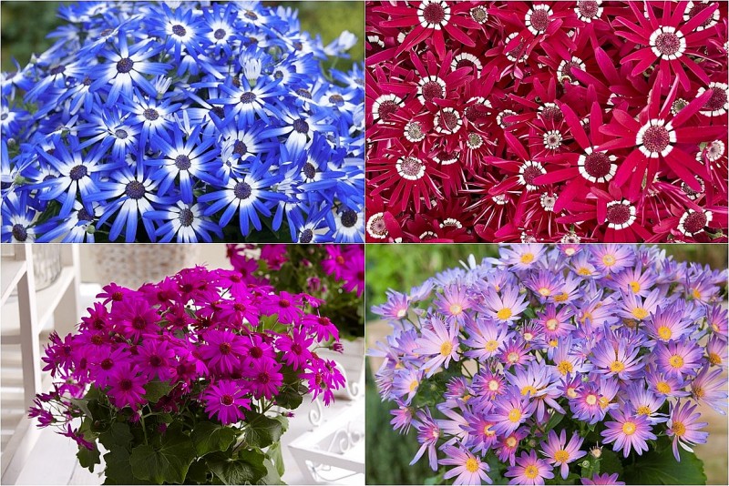Cây cảnh “bảy sắc cầu vồng” hơn 10 chậu sống đời, tỏa sáng rực rỡ, mang may mắn cho gia chủ