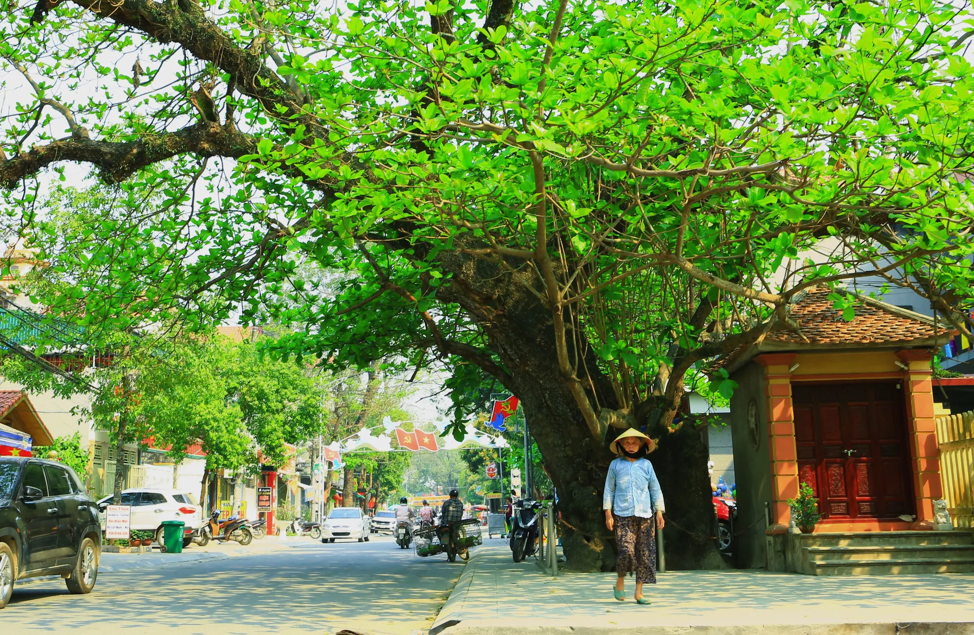 Bàng cổ thụ trăm tuổi ở xứ Thanh được bảo vệ như báu vật