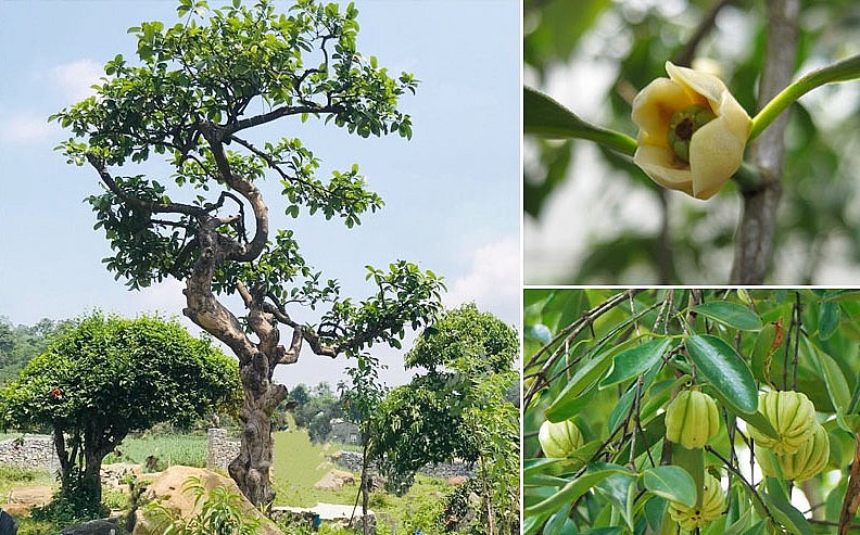 Loại quả dại trong rừng, vừa là dược liệu, vừa nấu canh chua, dân hái về bán kiếm bộn tiền
