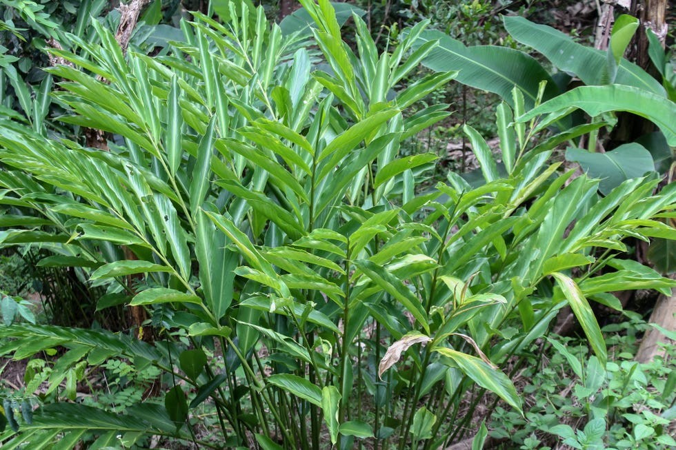 Loại hạt đắt đỏ bậc nhất thế giới, Việt Nam trồng bạt ngàn, giá hơn 2 triệu đồng/kg