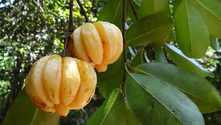 Loại quả dại trong rừng, vừa là dược liệu, vừa nấu canh chua, dân hái về bán kiếm bộn tiền