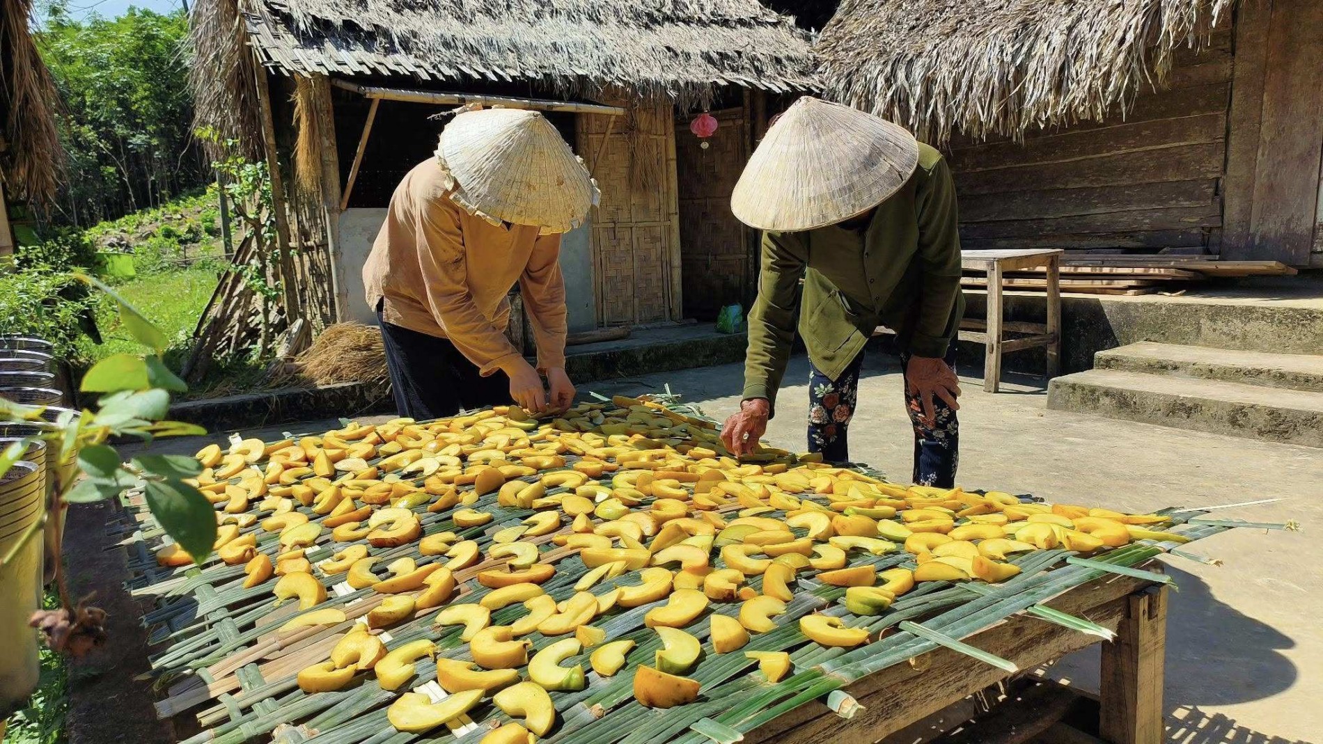 Loại quả dại trong rừng, vừa là dược liệu, vừa nấu canh chua, dân hái về bán kiếm bộn tiền