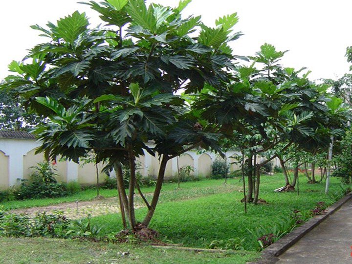 Loại cây thoạt nhìn tưởng cây mít, vừa làm cảnh vừa có bóng mát, quả có vị đặc biệt