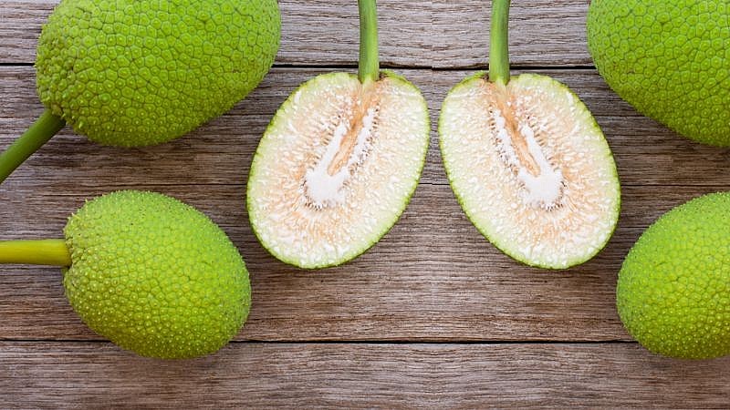 Loại cây thoạt nhìn tưởng cây mít, vừa làm cảnh vừa có bóng mát, quả có vị đặc biệt