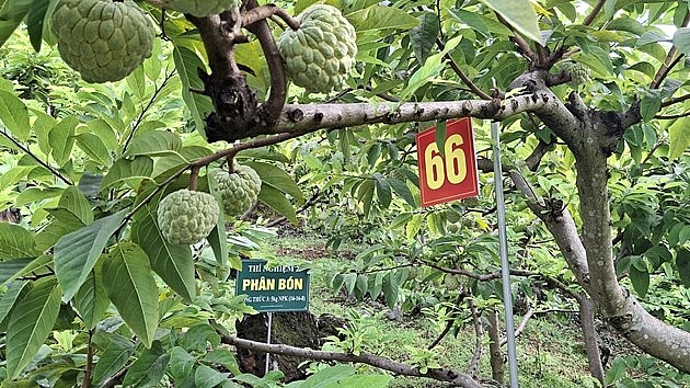 Na Võ Nhai trên môi trường số – điểm nhấn chuyển đổi số nông nghiệp của Thái Nguyên năm 2025