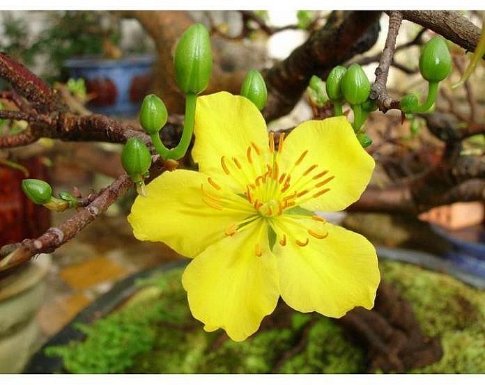 Nghiên cứu bảo tồn Mai vàng Huế (Hoàng mai Huế) – Bước tiến khoa học cho phát triển bền vững cây cảnh Việt