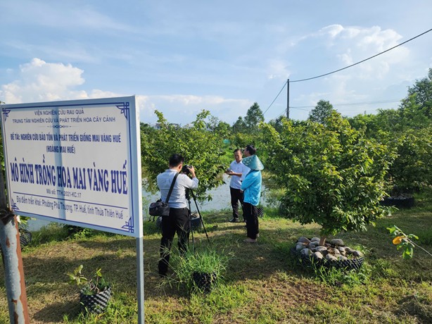 Nghiên cứu bảo tồn Mai vàng Huế (Hoàng mai Huế) – Bước tiến khoa học cho phát triển bền vững cây cảnh Việt