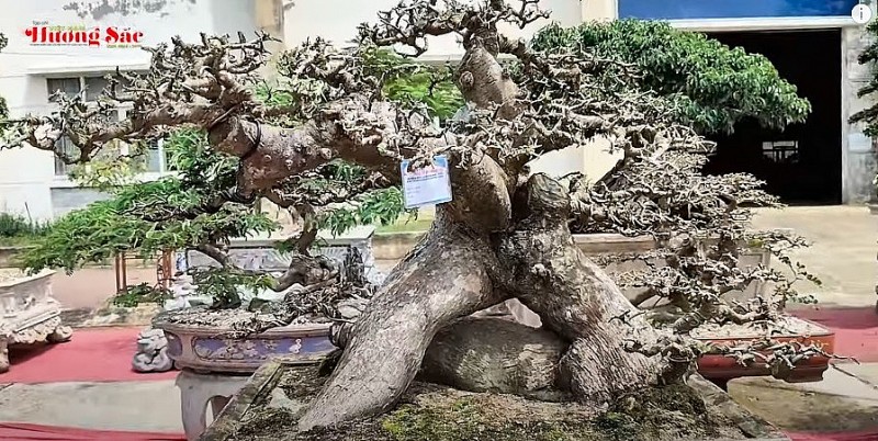 Tác phẩm bonsai độc đáo của nghệ nhân sinh vật cảnh Vạn Tường
