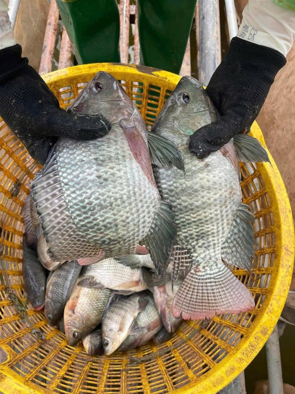 Loại cá ít xương, giàu đạm, nuôi dày đặc ở hồ Nghệ An, hễ vớt lên là hết hàng