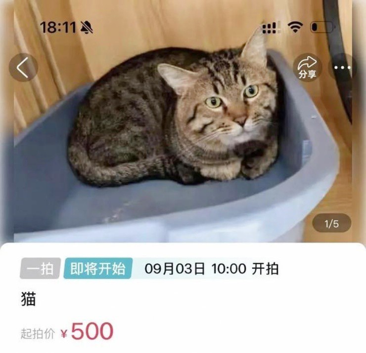 Mèo cưng bất ngờ thành “tài sản gán nợ”, hơn 4.000 người chen nhau đấu giá