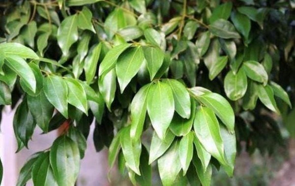 Loại lá rụng đầy góc vườn, ra nước ngoài thành “gia vị vàng” giá 2 triệu một kg