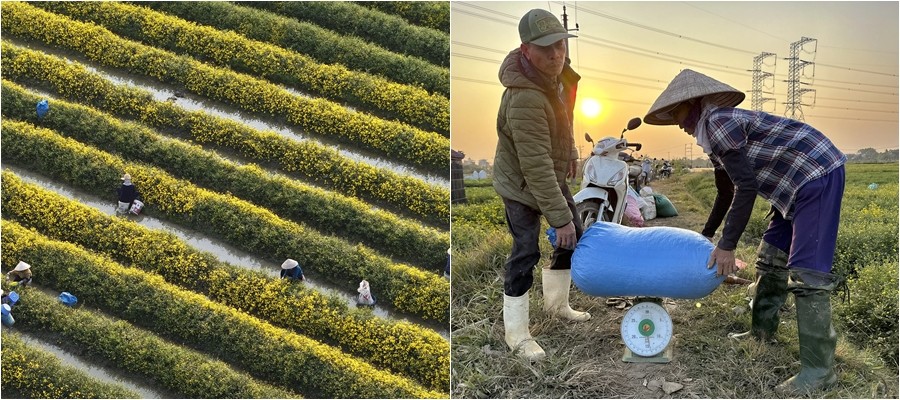 Cúc chi vàng óng và hành trình gìn giữ làng nghề dược liệu ở Hưng Yên