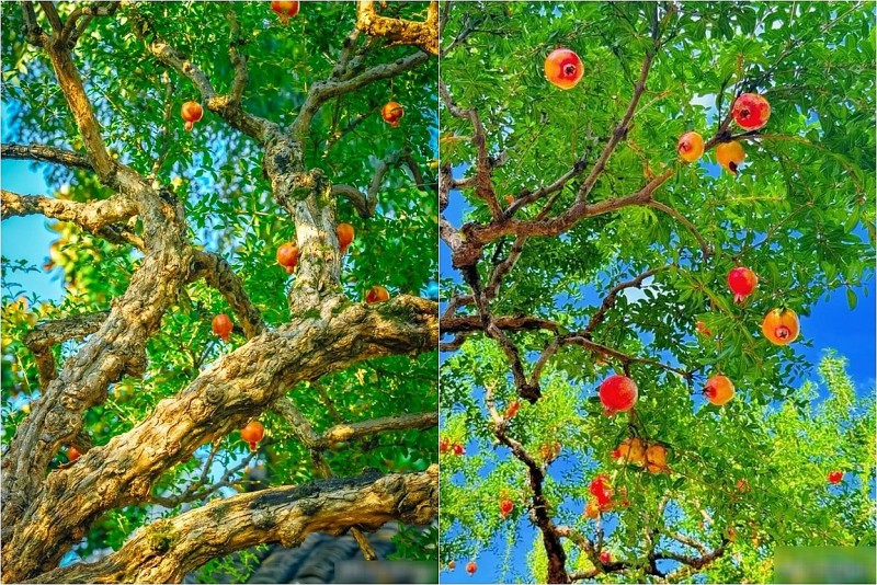 Cây cảnh trăm năm xanh mát: Hoa rực rỡ, quả ngọt, mang phúc lộc và may mắn cho gia đình