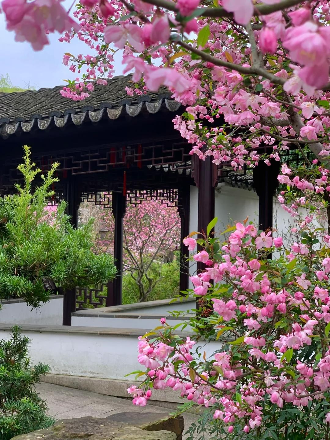 “Người nghèo trồng cỏ, người giàu trồng cây”: 5 loại cây nên có trong sân vườn để hút lộc