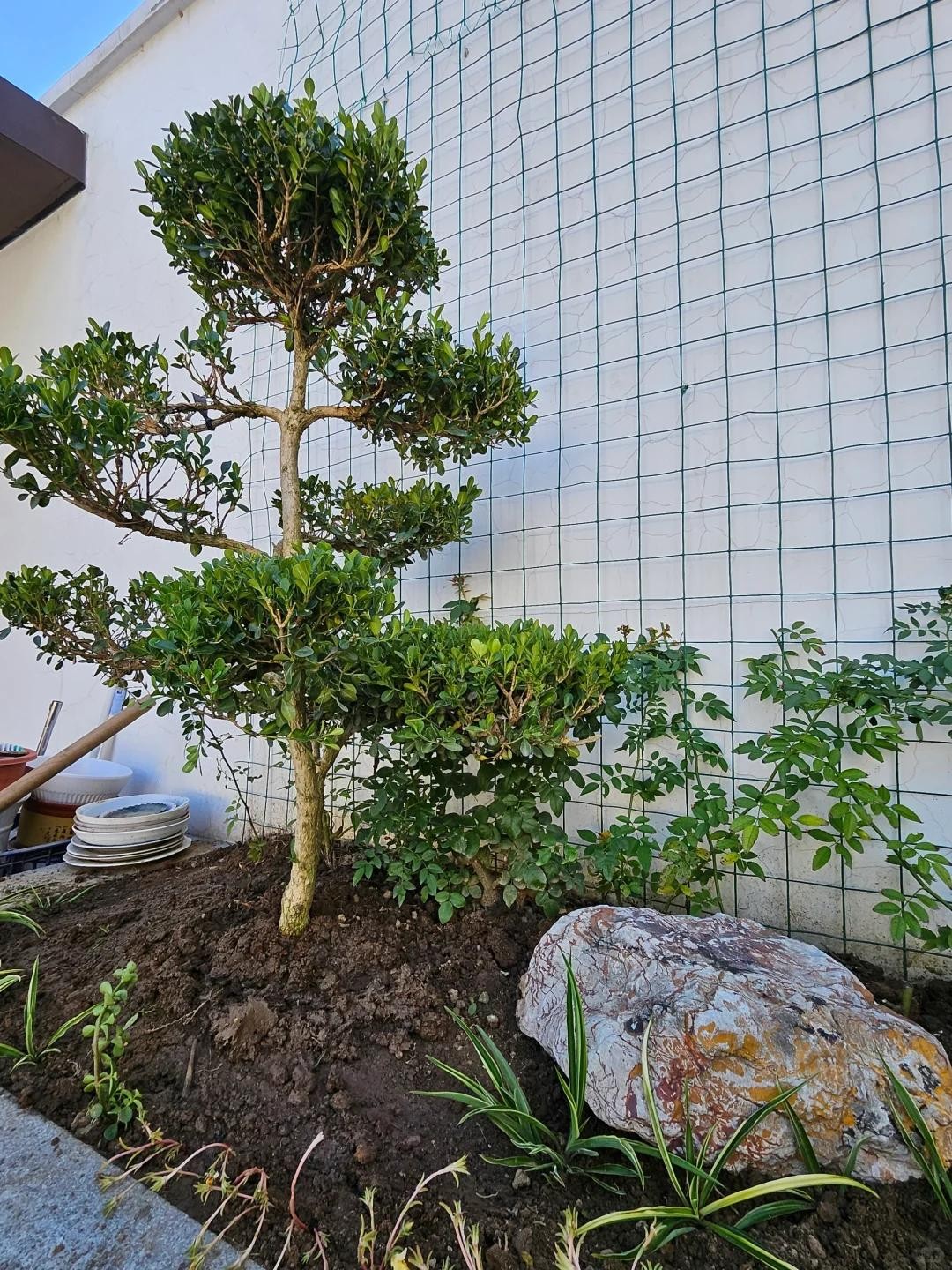 “Người nghèo trồng cỏ, người giàu trồng cây”: 5 loại cây nên có trong sân vườn để hút lộc