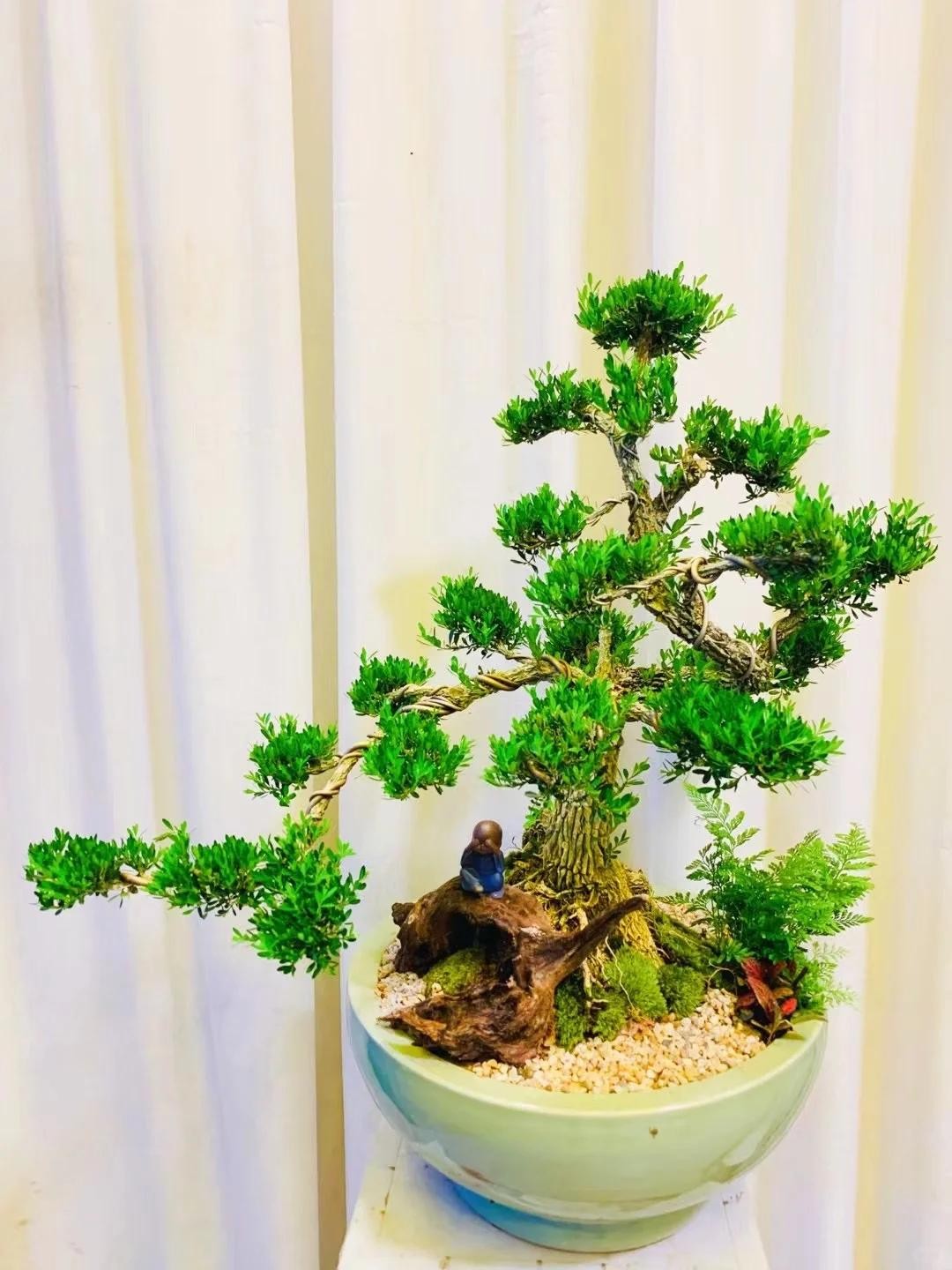 “Người nghèo trồng cỏ, người giàu trồng cây”: 5 loại cây nên có trong sân vườn để hút lộc